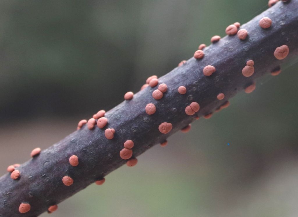 Nectria sp. o altro?